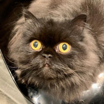 chaton Persan black Syrius Black Chatterie Katzarolli chaton Persan black Syrius Black Chatterie Katzarolli