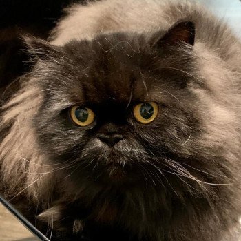 chaton Persan black Syrius Black Chatterie Katzarolli chaton Persan black Syrius Black Chatterie Katzarolli