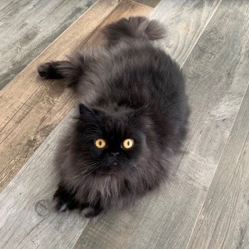 chaton Persan black Syrius Black Chatterie Katzarolli chaton Persan black Syrius Black Chatterie Katzarolli