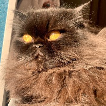 chaton Persan black Syrius Black Chatterie Katzarolli chaton Persan black Syrius Black Chatterie Katzarolli