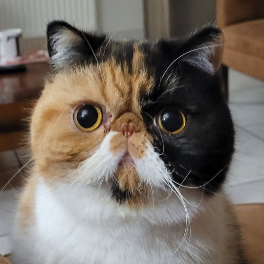 chat-exotic-shorthair-black-tortie-bicolor-tootsie-chatterie-katzarolli-18