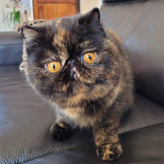 chat-exotic-shorthair-black-tortie-sheyenn-chatterie-katzarolli-15