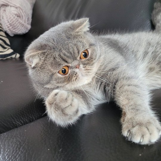 chat-exotic-shorthair-blue-spotted-tabby-socrate-chatterie-katzarolli-22