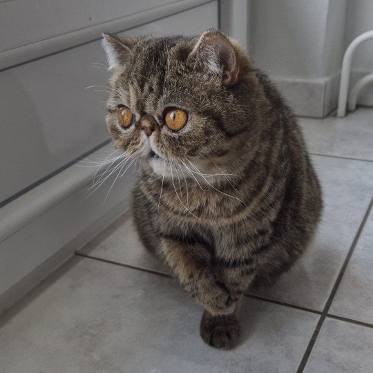 chat-exotic-shorthair-brown-tortie-spotted-tabby-shakira-chatterie-katzarolli-19