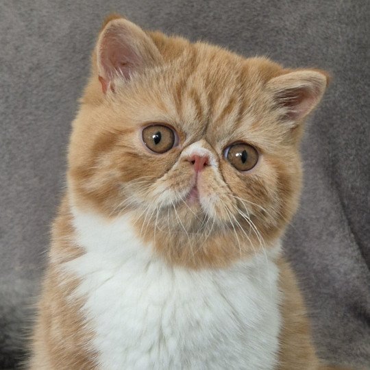 chat-exotic-shorthair-red-blotched-tabby-bicolor-zelda-chatterie-katzarolli-26