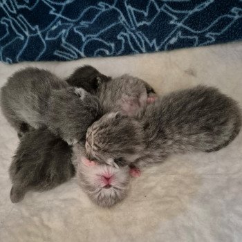 Chaton Exotic Shorthair Mya ❤ Socrate 2024 Chatterie Katzarolli Chaton Exotic Shorthair Mya ❤ Socrate 2024 Chatterie Katzarolli