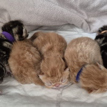 Chaton Exotic Shorthair Shakira ❤ Maestro 2025 Chatterie Katzarolli Chaton Exotic Shorthair Shakira ❤ Maestro 2025 Chatterie Katzarolli
