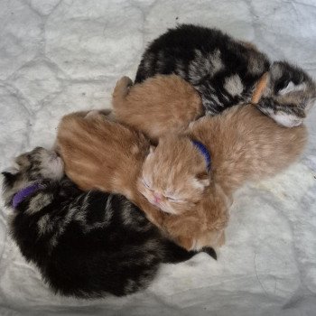 Chaton Exotic Shorthair Shakira ❤ Maestro 2025 Chatterie Katzarolli Chaton Exotic Shorthair Shakira ❤ Maestro 2025 Chatterie Katzarolli