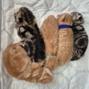 Chaton Exotic Shorthair Shakira ❤ Maestro 2025 Chatterie Katzarolli Chaton Exotic Shorthair Shakira ❤ Maestro 2025 Chatterie Katzarolli