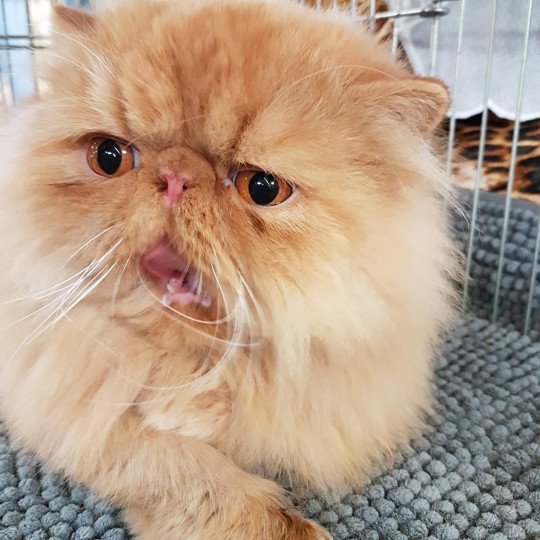 Katzarolli Elevage De Persan Et D Exotic Shorthair En Alsace Katzarolli Elevage De Persan Et D Exotic Shorthair En Alsace